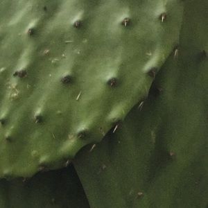 Meet your Posher, Glittery